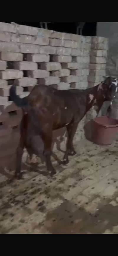 Goats Female