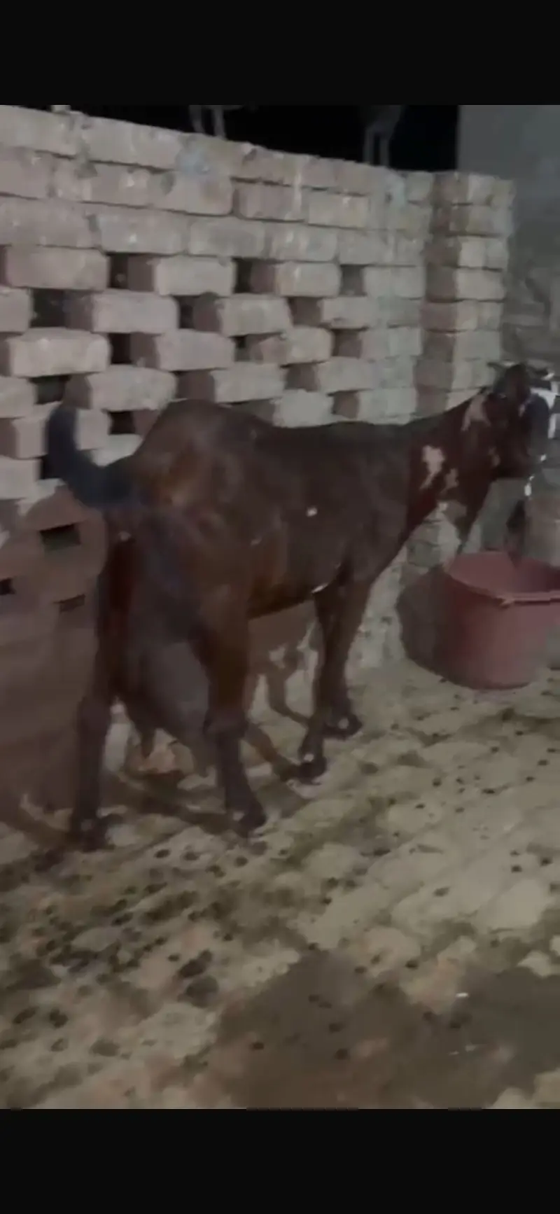 Goats Female