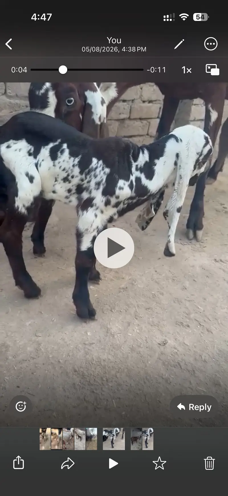 Goats Female — photo 4