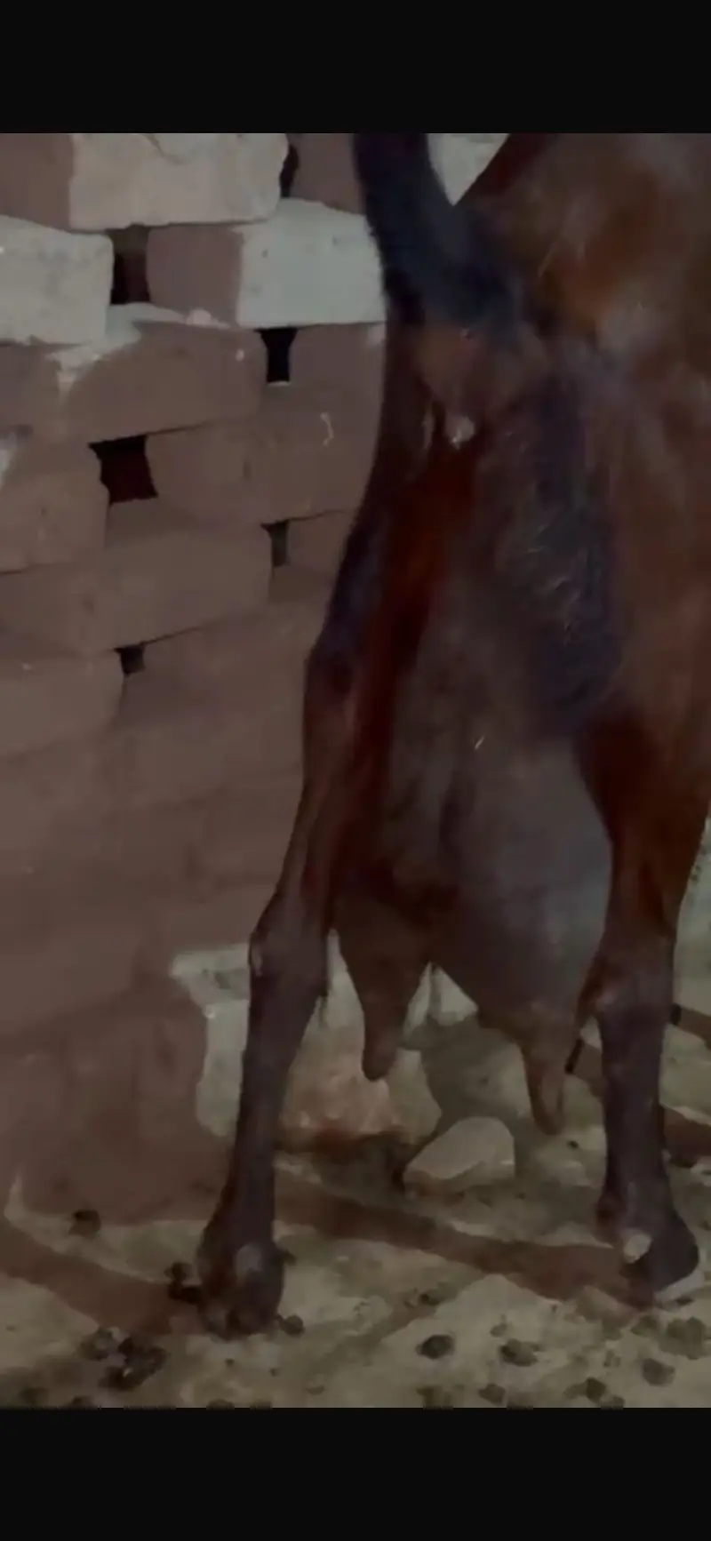 Goats Female — photo 7