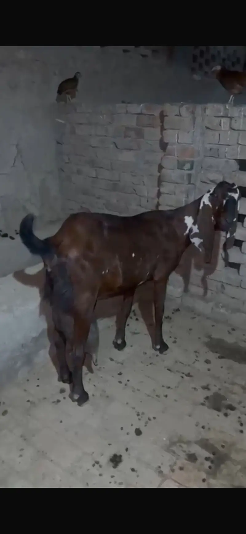Goats Female — photo 8