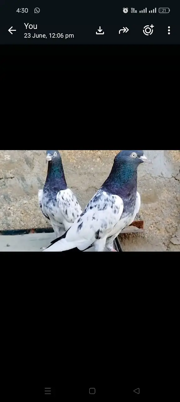 Teddy Female and Kasni Male — photo 4