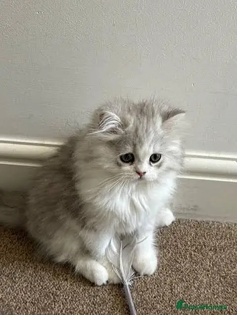 Persian kittens. Whatapp//03704602354