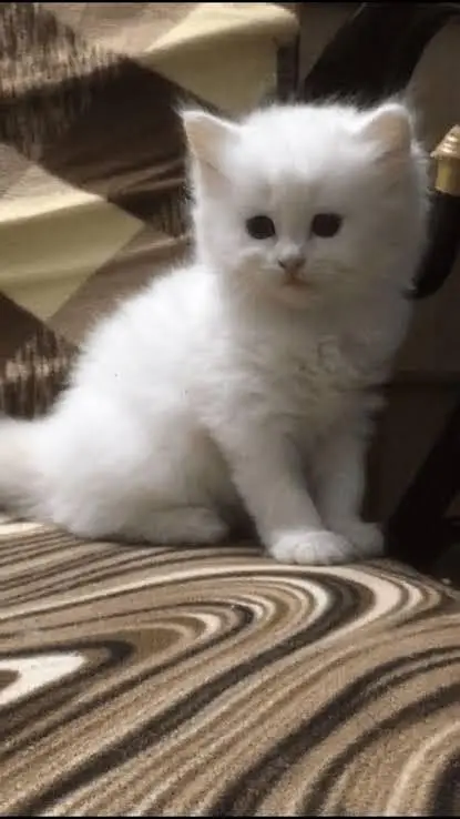 Persian kittens. Whatapp//03704602354 — photo 3