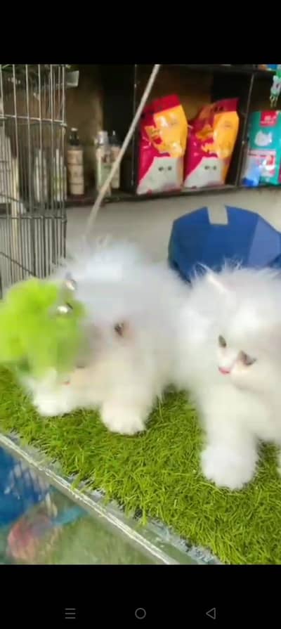 Quality Persian cat & Kittens. Male & female 03479996792. whatsapp