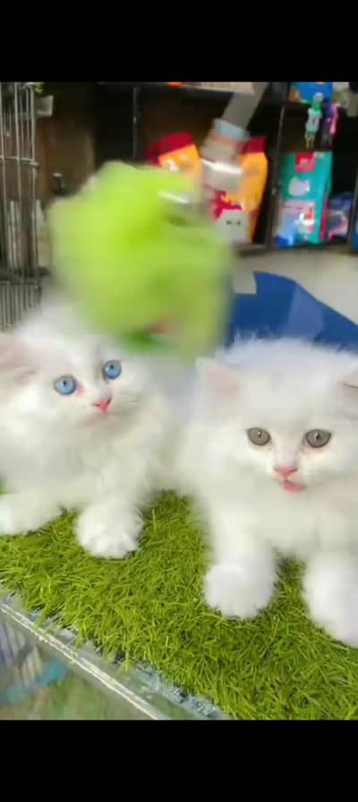 Quality Persian cat & Kittens Male & female  0348 7277309 WhatsApp