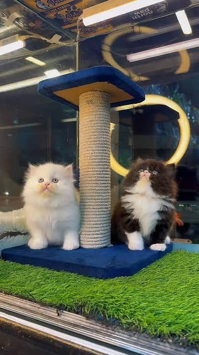Persian kittens. Whatapp//0370460//2354