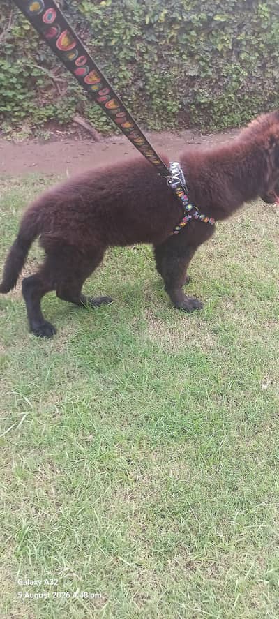 pure black German puppy
