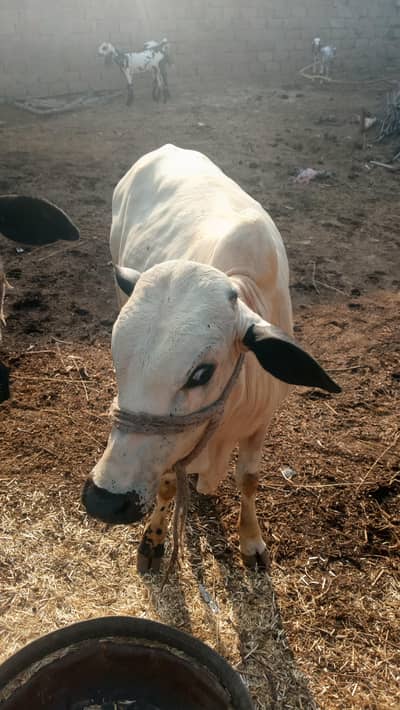 Bachrha for sale