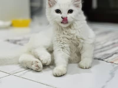 Persian Cat