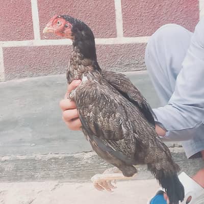 Azan khan