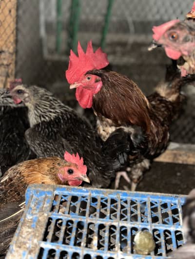 Misri hens for sale