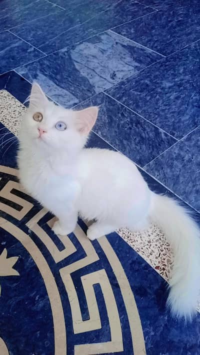 High quality Persian kitten