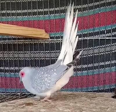 diamond Dove pair
