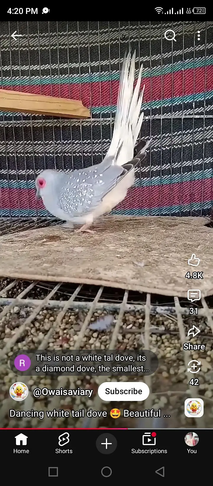 diamond Dove pair . dove pair and finches pair — photo 2