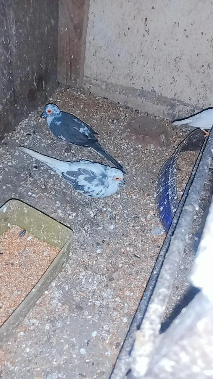 diamond Dove pair . dove pair and finches pair — photo 5