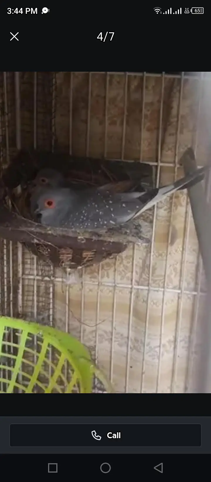 diamond Dove pair . dove pair and finches pair — photo 6