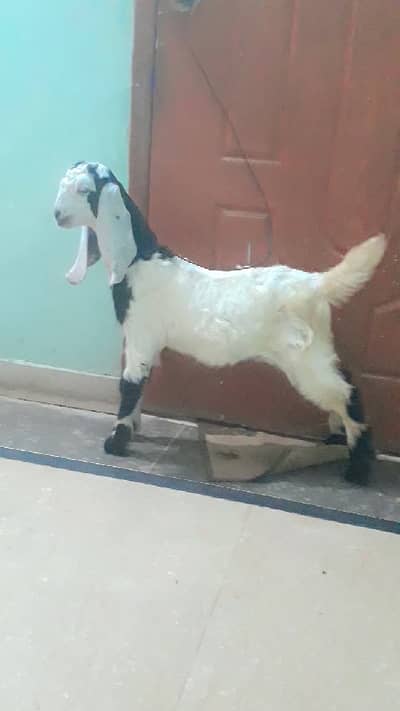 pure bisser breed male