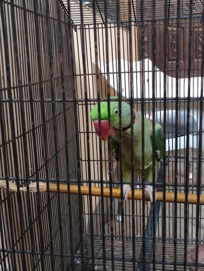 raw parrot