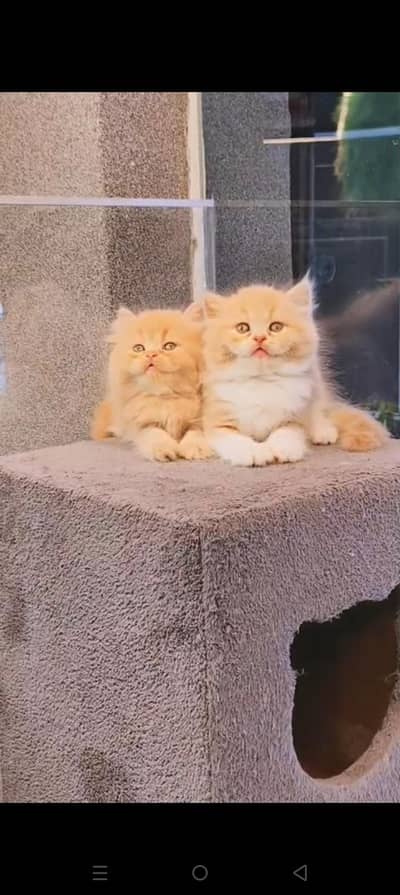 Quality Persian cat & Kittens. Male & female 03479996792. whatsapp