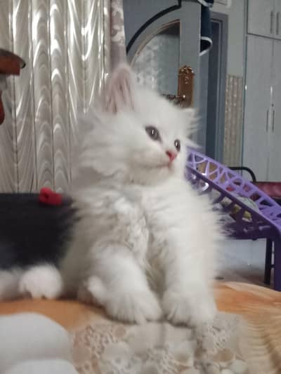 male white persian kitten