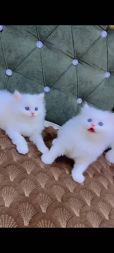 Quality Persian cat & Kittens. Male & female 03479996792. whatsapp