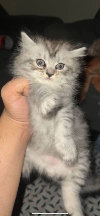 Persian triple coated cat