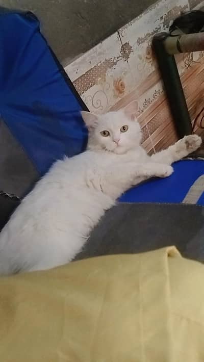 Persian cat for sale
