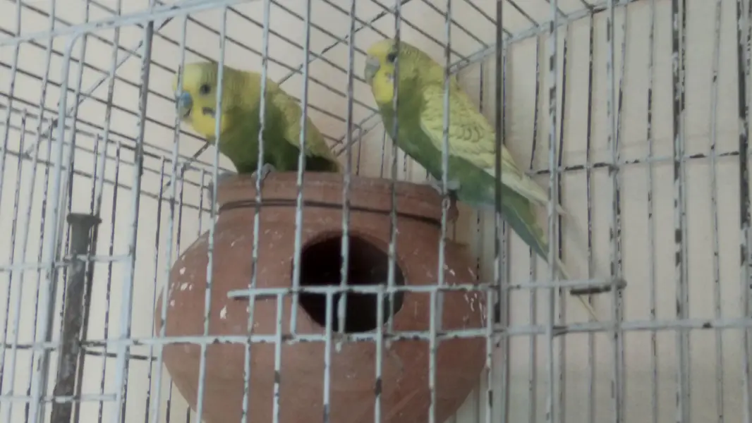 totel 4 pice hye 03005546960 — photo 2