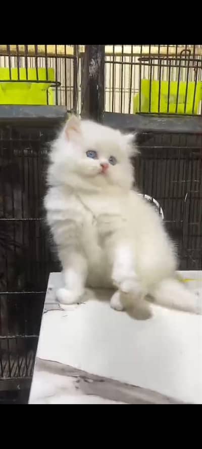 Quality Persian cat & Kittens. Male & female 03479996792. whatsapp