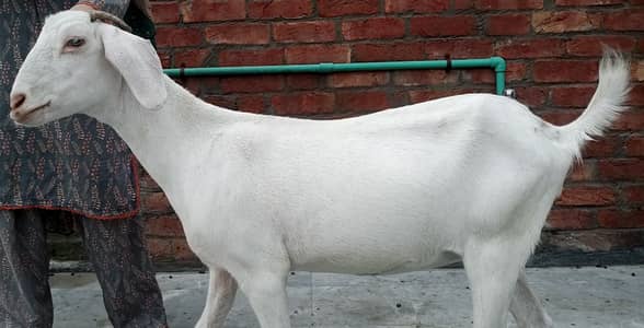 2teedy bakri for sale