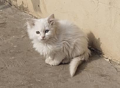 **Persian Doll Face  Female Cat | Odd Eyes | Double Coat |