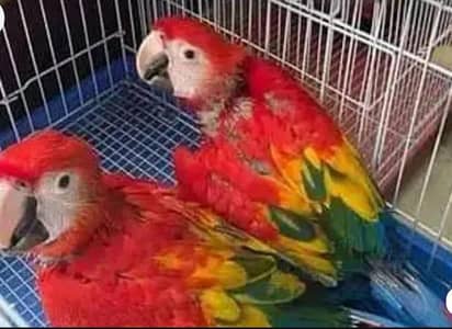 red macaw parrot for sale good looking 03220801966