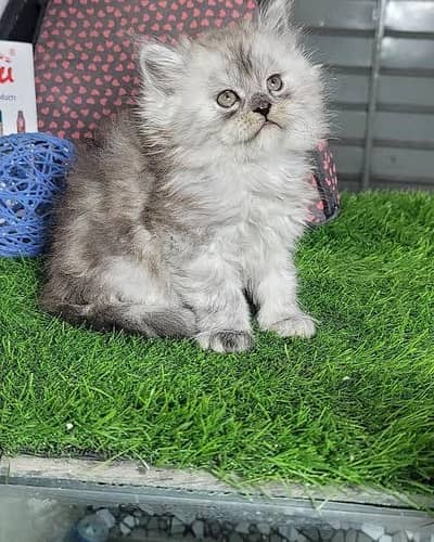 Persian kittens. Whatapp//03704///602354