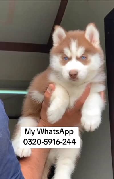 Siberian Husky  for sale