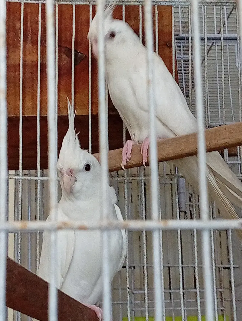 cocktail eno pair — photo 2
