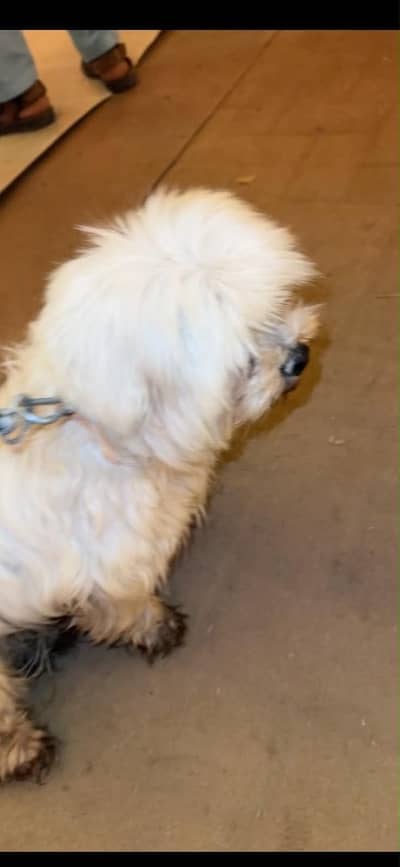 Maltese Dog