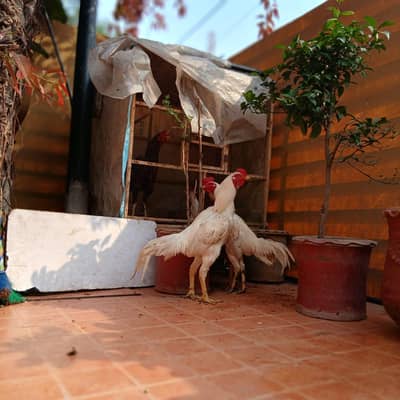 healthy and active patha ha