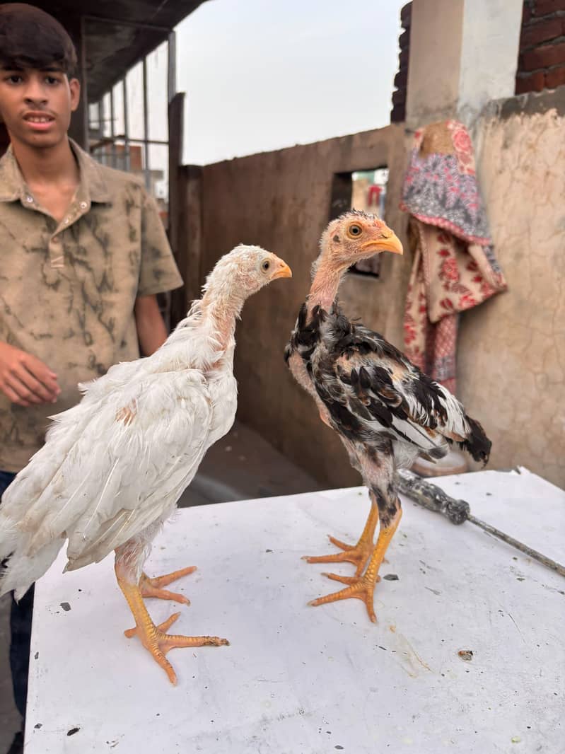 Mianwali Aseel Chicks | Healthy Desi Aseel | 6