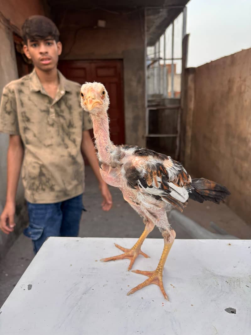 Mianwali Aseel Chicks | Healthy Desi Aseel | 7