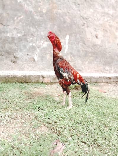 Aseel murga for sale high quality