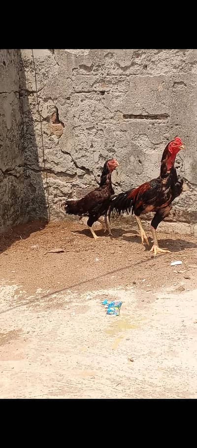 ik murga hai do murgi 3 bacche