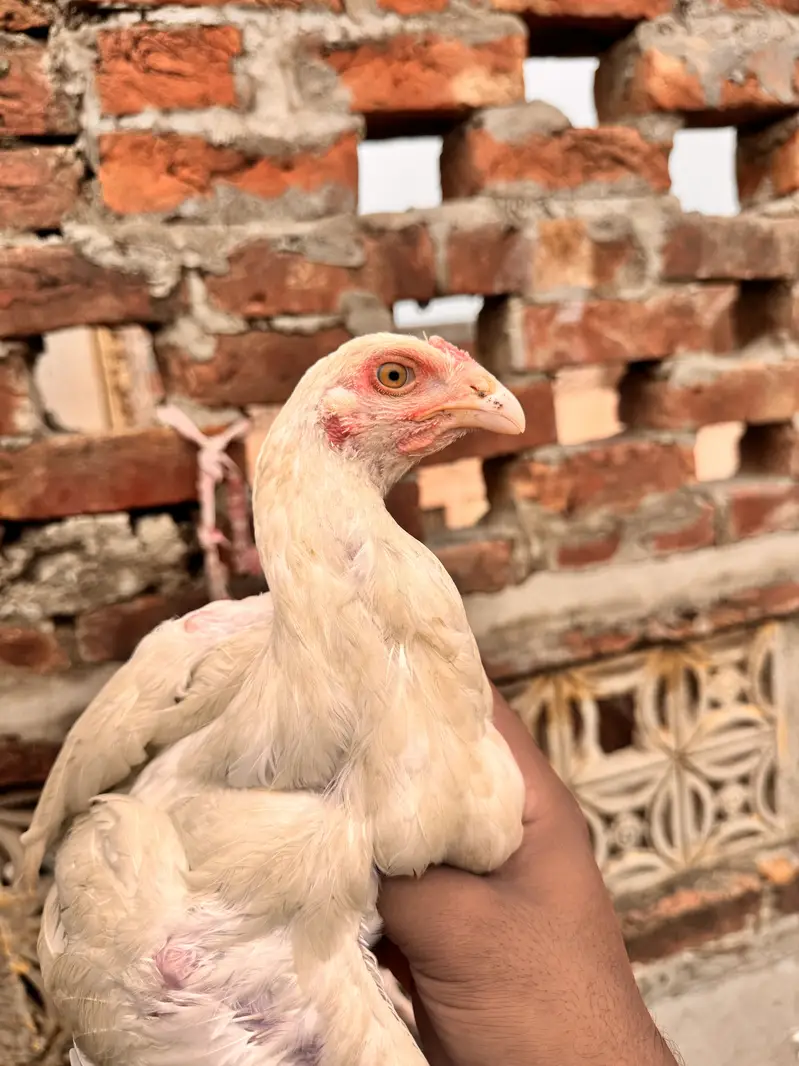 aseel | heera aseel | white shamo |patha , pathi — photo 2