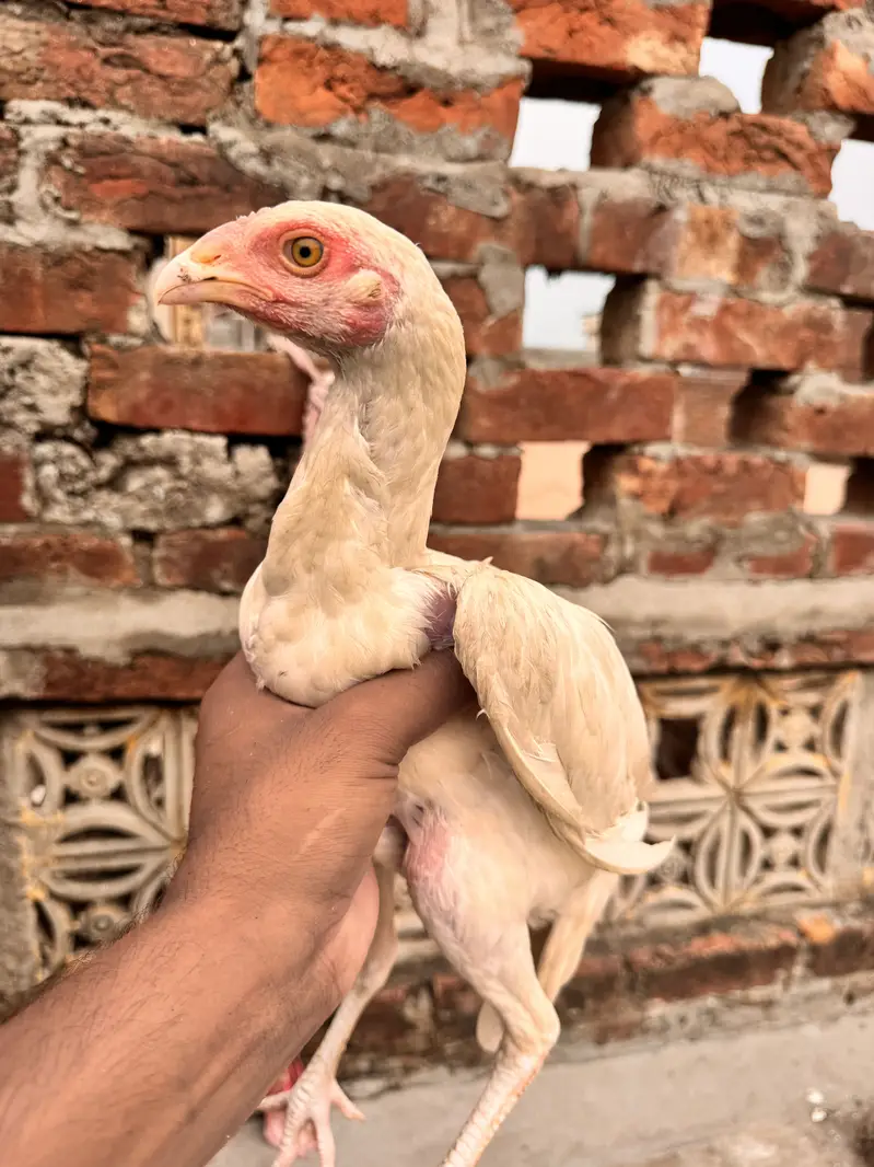 aseel | heera aseel | white shamo |patha , pathi — photo 3