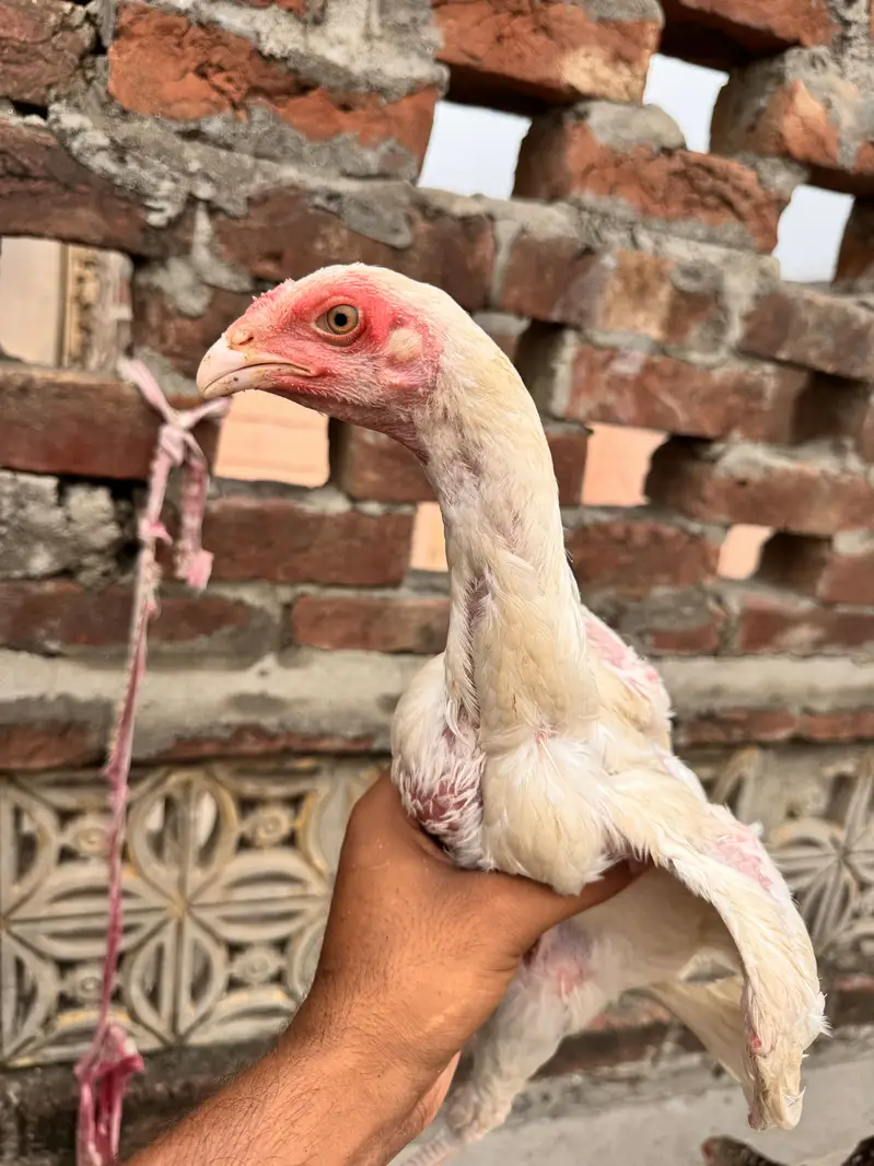 aseel | heera aseel | white shamo |patha , pathi — photo 4