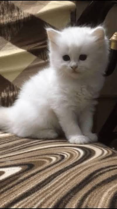 Persian kittens. Whatapp//0370460///2354