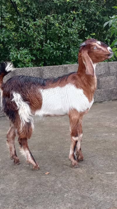 Bakriya for sale