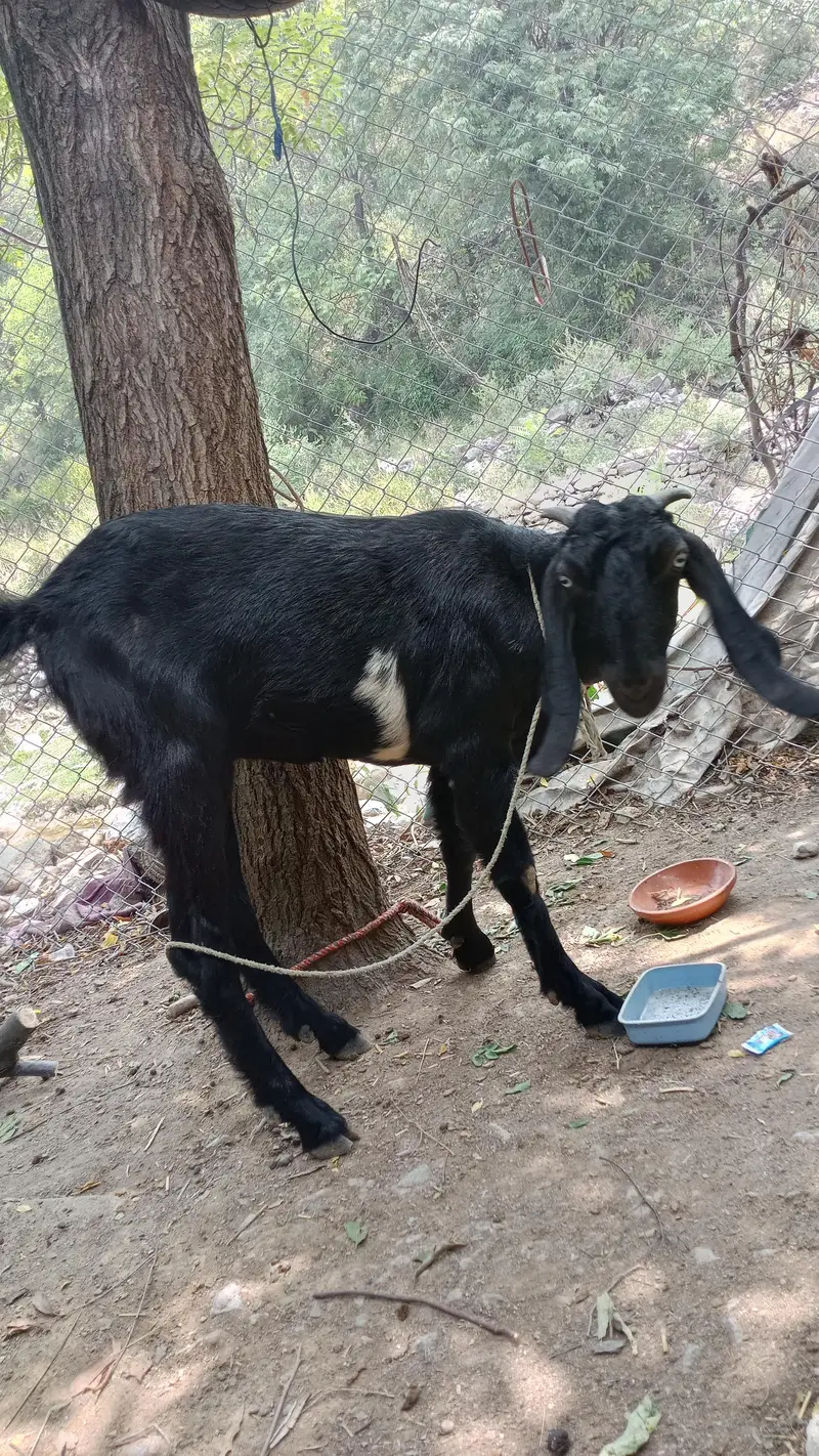 Bakriya for sale — photo 3