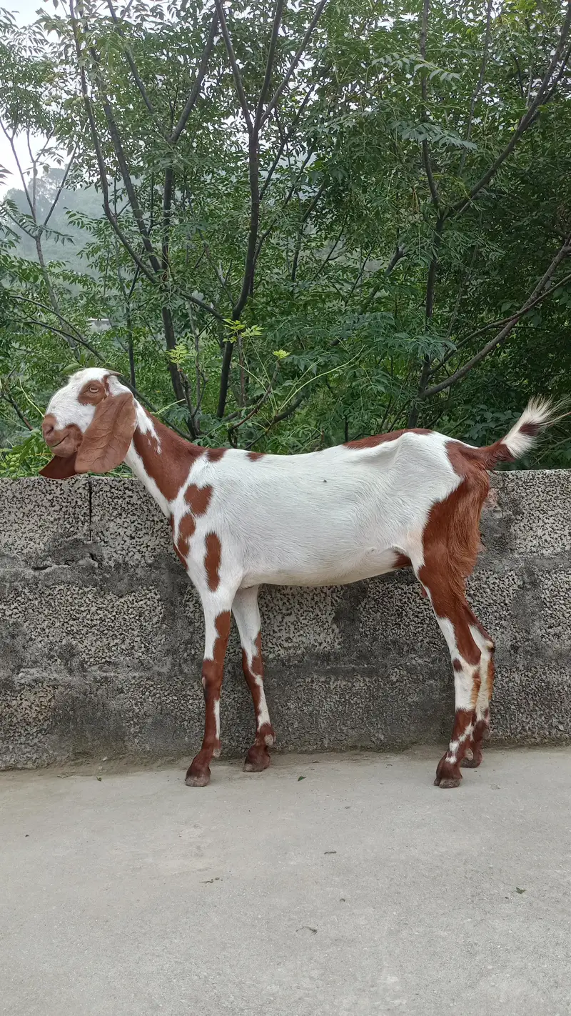 Bakriya for sale — photo 4