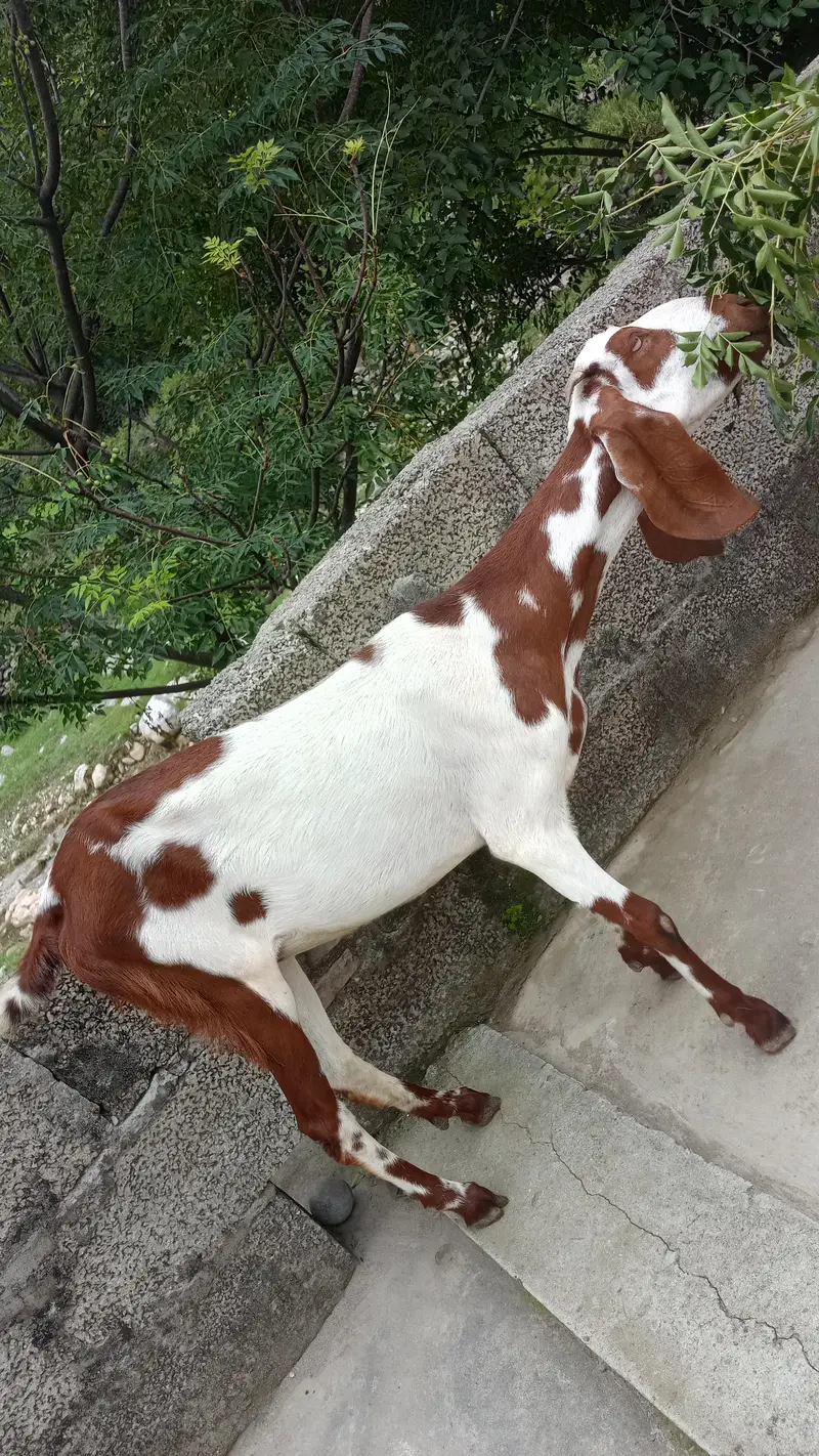 Bakriya for sale — photo 5